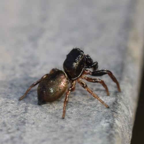 Réf. 334 550 : Heliophanus auratus